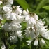 Deutzia scabra 'Plena' - Teltvirágú gyöngyvirágcserje