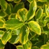 Euonymus fortunei 'Canadale Gold' – Kúszó kecskerágó