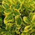Euonymus japonicus 'Aureomarginatus' – Japán kecskerágó