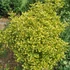 Euonymus japonicus 'Aureomarginatus' – Japán kecskerágó