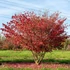 Euonymus alatus 'Compactus' - Szárnyas kecskerágó
