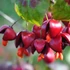 Euonymus alatus 'Compactus' - Szárnyas kecskerágó