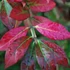 Euonymus alatus 'Compactus' - Szárnyas kecskerágó