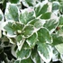 Euonymus fortunei 'Emerald'n Gaiety' - Kúszó kecskerágó