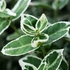 Euonymus fortunei 'Emerald'n Gaiety' - Kúszó kecskerágó