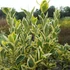 Euonymus japonicus 'Bravo' - Japán kecskerágó