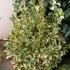 Euonymus japonicus 'Bravo' - Japán kecskerágó