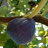 Ficus carica 'Brogiotto Nero' - Füge
