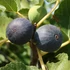 Ficus carica 'Brogiotto Nero' - Füge