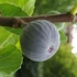 Ficus carica 'Brogiotto Nero' - Füge