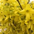 Forsythia 'Courtalyn' (syn.: 'Week End)' - Aranycserje