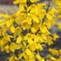 Forsythia 'Courtalyn' (syn.: 'Week End)' - Aranycserje