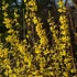 Forsythia 'Courtalyn' (syn.: 'Week End)' - Aranycserje