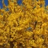 Forsythia intermedia 'Gold Zauber' - Aranycserje