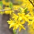 Forsythia intermedia 'Gold Zauber' - Aranycserje