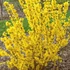 Forsythia x intermedia 'Goldrausch' - Aranycserje