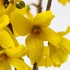 Forsythia x intermedia 'Goldrausch' - Aranycserje
