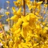 Forsythia x intermedia 'Goldrausch' - Aranycserje