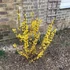 Forsythia x intermedia 'Goldrausch' - Aranycserje