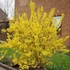 Forsythia x intermedia 'Lynwood' - Aranycserje