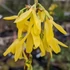 Forsythia x intermedia 'Lynwood' - Aranycserje