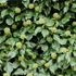 Hedera hibernica, syn.: Hedera helix var. Hibernica - Ír borostyán