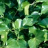 Hedera hibernica, syn.: Hedera helix var. Hibernica - Ír borostyán