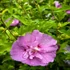Hibiscus syriacus 'Lavender Chiffon' - Mályvacserje