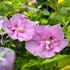 Hibiscus syriacus 'Lavender Chiffon' - Mályvacserje