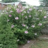 Hibiscus syriacus 'Lavender Chiffon' - Mályvacserje