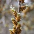 Hippophae rhamnoides - Homoktövis (porzós)