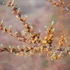 Hippophae rhamnoides - Homoktövis (porzós)