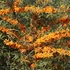 Hippophae rhamnoides 'Friesdorfer Orange' - Homoktövis (öntermékeny)