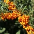 Hippophae rhamnoides 'Friesdorfer Orange' - Homoktövis (öntermékeny)