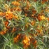Hippophae rhamnoides 'Friesdorfer Orange' - Homoktövis (öntermékeny)