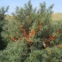 Hippophae rhamnoides 'Friesdorfer Orange' - Homoktövis (öntermékeny)