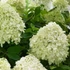 Hydrangea paniculata 'Little Spooky' – Bugás hortenzia