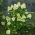 Hydrangea paniculata 'Magical Candle' – Bugás hortenzia