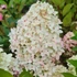 Hydrangea paniculata 'Magical Candle' – Bugás hortenzia