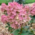 Hydrangea paniculata 'Magical Candle' – Bugás hortenzia