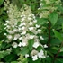 Hydrangea paniculata 'Tardiva' – Bugás hortenzia