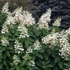Hydrangea paniculata 'Tardiva' – Bugás hortenzia