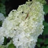 Hydrangea paniculata 'Tardiva' – Bugás hortenzia