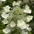 Hydrangea paniculata 'Tardiva' – Bugás hortenzia