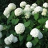 Hydrangea arborescens 'Annabelle' - Cserjés horetnzia