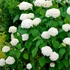 Hydrangea arborescens 'Annabelle' - Cserjés horetnzia