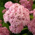 Hydrangea arborescens 'Pink Annabelle' - Cserjés hortenzia