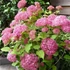 Hydrangea arborescens 'Pink Annabelle' - Cserjés hortenzia