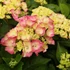 Hydrangea macrophylla 'Masja' (syn.: 'Sibilla') - Kerti hortenzia
