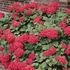 Hydrangea macrophylla 'Masja' (syn.: 'Sibilla') - Kerti hortenzia